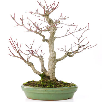 Acer palmatum, 28 cm, ± 30 anni