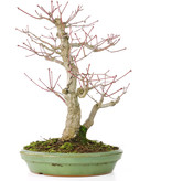 Acer palmatum, 28 cm, ± 30 jaar oud