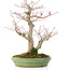 Acer palmatum, 28 cm, ± 30 jaar oud