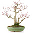 Acer palmatum, 28 cm, ± 30 ans