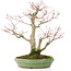 Acer palmatum, 28 cm, ± 30 jaar oud