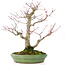 Acer palmatum, 28 cm, ± 30 años