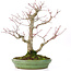 Acer palmatum, 28 cm, ± 30 jaar oud