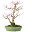 Acer palmatum, 28 cm, ± 30 jaar oud