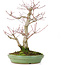 Acer palmatum, 28 cm, ± 30 jaar oud