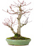 Acer palmatum, 28 cm, ± 30 jaar oud