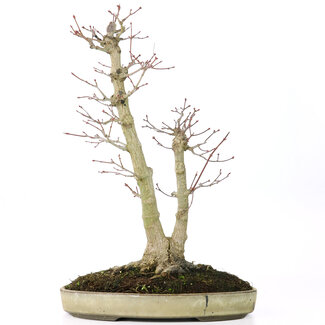 Acer palmatum, 37 cm, ± 20 ans