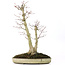 Acer palmatum, 37 cm, ± 20 anni, con un nebari di 12 cm