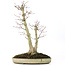 Acer palmatum, 37 cm, ± 20 años, con nebari de 12 cm