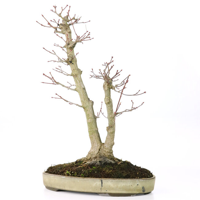 Acer palmatum, 37 cm, ± 20 Jahre alt, mit einem Nebari von 12 cm