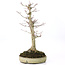 Acer palmatum, 37 cm, ± 20 anni, con un nebari di 12 cm