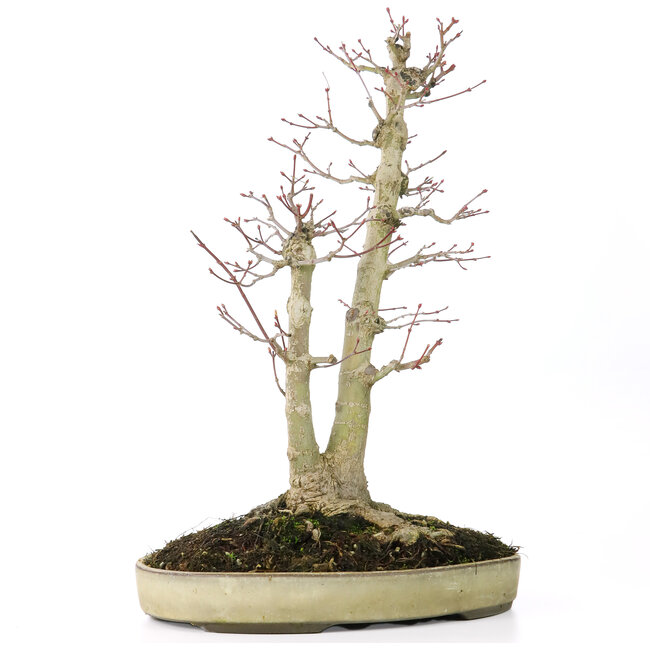 Acer palmatum, 37 cm, ± 20 Jahre alt, mit einem Nebari von 12 cm