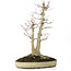 Acer palmatum, 37 cm, ± 20 anni, con un nebari di 12 cm