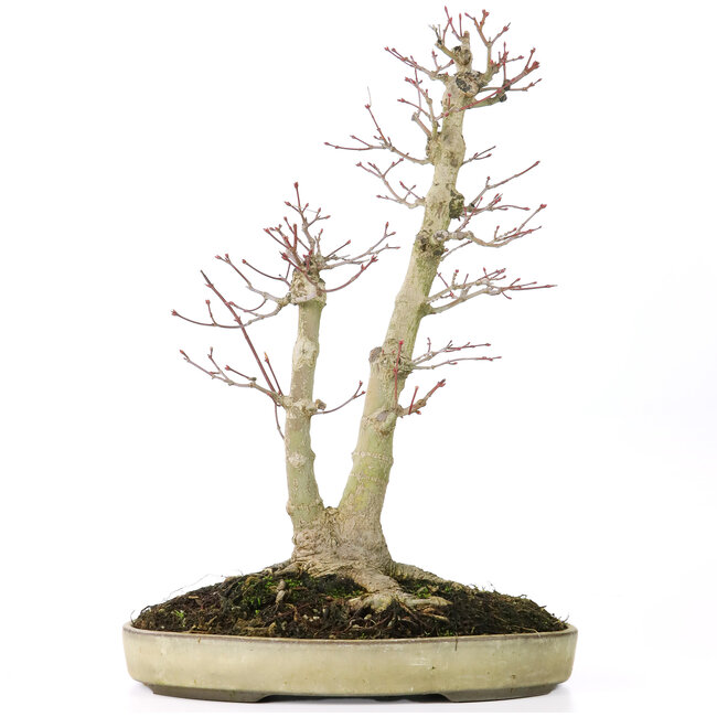 Acer palmatum, 37 cm, ± 20 years old, with a nebari of 12 cm