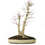 Acer palmatum, 37 cm, ± 20 anni, con un nebari di 12 cm