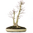 Acer palmatum, 37 cm, ± 20 ans, avec un nebari de 12 cm