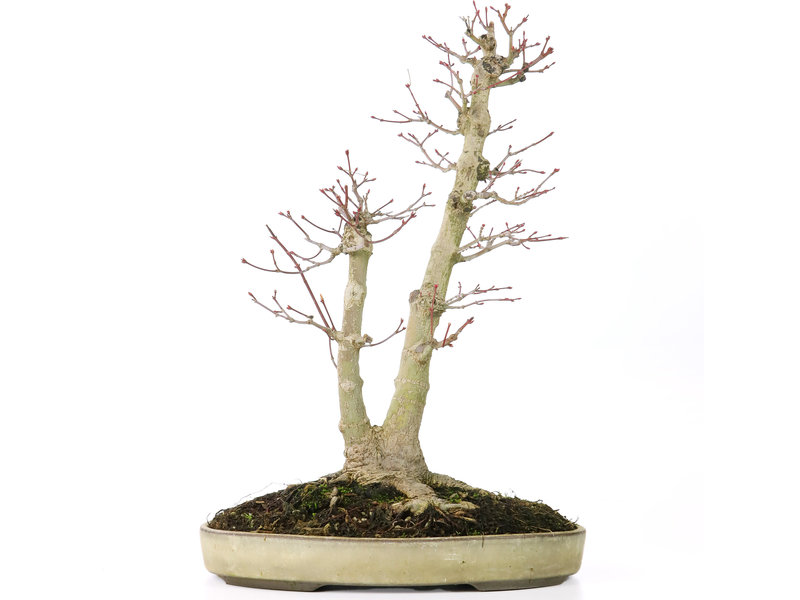 Acer palmatum, 37 cm, ± 20 Jahre alt, mit einem Nebari von 12 cm