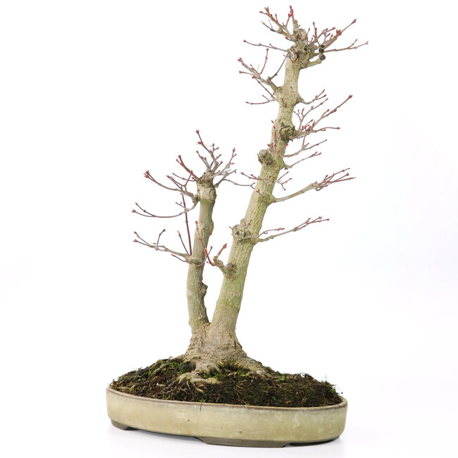 Acer palmatum, 37 cm, ± 20 jaar oud, met een nebari van 12 cm