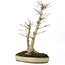 Acer palmatum, 37 cm, ± 20 años, con nebari de 12 cm