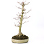 Acer palmatum, 37 cm, ± 20 Jahre alt, mit einem Nebari von 12 cm