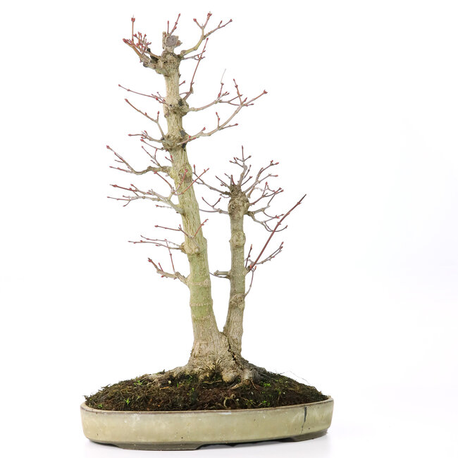Acer palmatum, 37 cm, ± 20 jaar oud, met een nebari van 12 cm