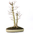 Acer palmatum, 37 cm, ± 20 ans, avec un nebari de 12 cm
