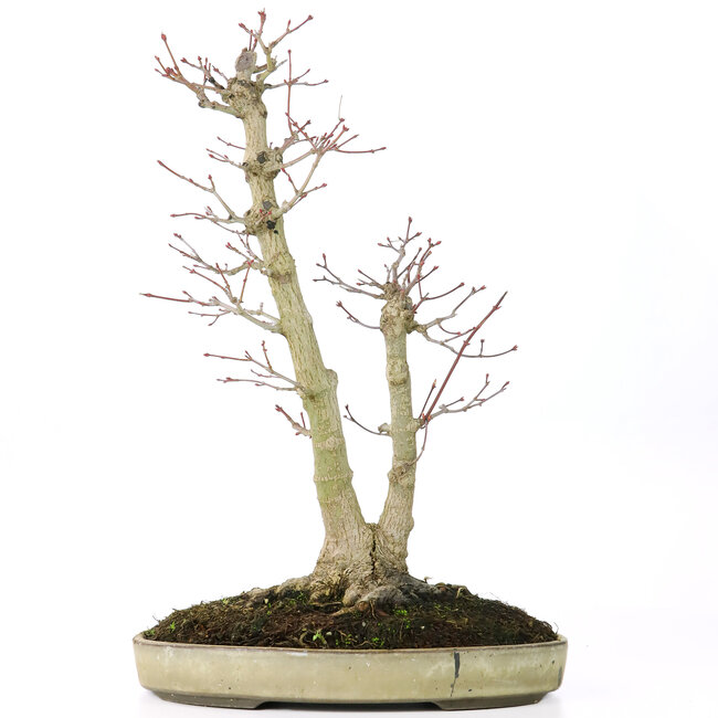 Acer palmatum, 37 cm, ± 20 jaar oud, met een nebari van 12 cm