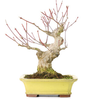 Yamaaki Acer palmatum, 16 cm, ± 25 años