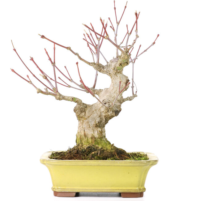 Acer palmatum, 16 cm, ± 25 anni, con un nebari di 7 cm, in vaso Yamaaki con una minuscola scheggia