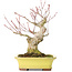 Yamaaki Acer palmatum, 16 cm, ± 25 Jahre alt