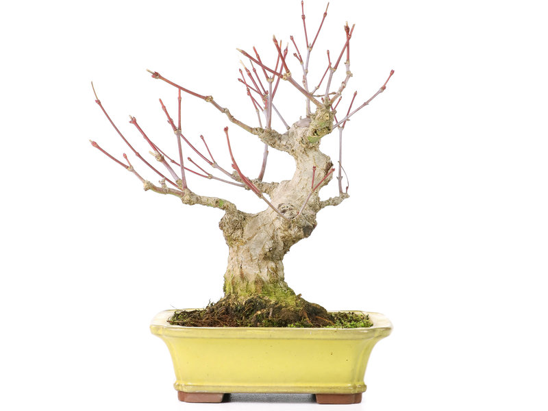 Yamaaki Acer palmatum, 16 cm, ± 25 jaar oud, met een nebari van 7 cm, in een Yamaaki pot met een minuscuul chipje