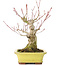 Acer palmatum, 16 cm, ± 25 years old, with a nebari of 7 cm, in a Yamaaki pot with a tiny chip