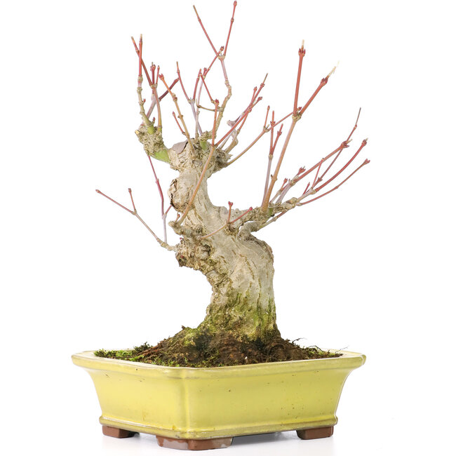 Acer palmatum, 16 cm, ± 25 anni, con un nebari di 7 cm, in vaso Yamaaki con una minuscola scheggia