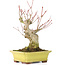 Acer palmatum, 16 cm, ± 25 years old, with a nebari of 7 cm, in a Yamaaki pot with a tiny chip