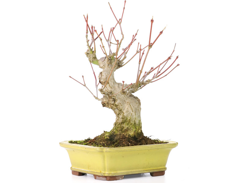 Yamaaki Acer palmatum, 16 cm, ± 25 jaar oud, met een nebari van 7 cm, in een Yamaaki pot met een minuscuul chipje