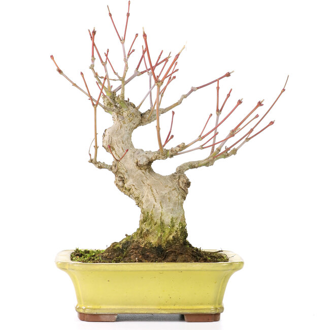 Acer palmatum, 16 cm, ± 25 años, con un nebari de 7 cm, en maceta Yamaaki con un pequeño chip