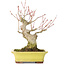 Acer palmatum, 16 cm, ± 25 Jahre alt, mit einem Nebari von 7 cm, in einem Yamaaki-Topf mit einem winzigen Chip