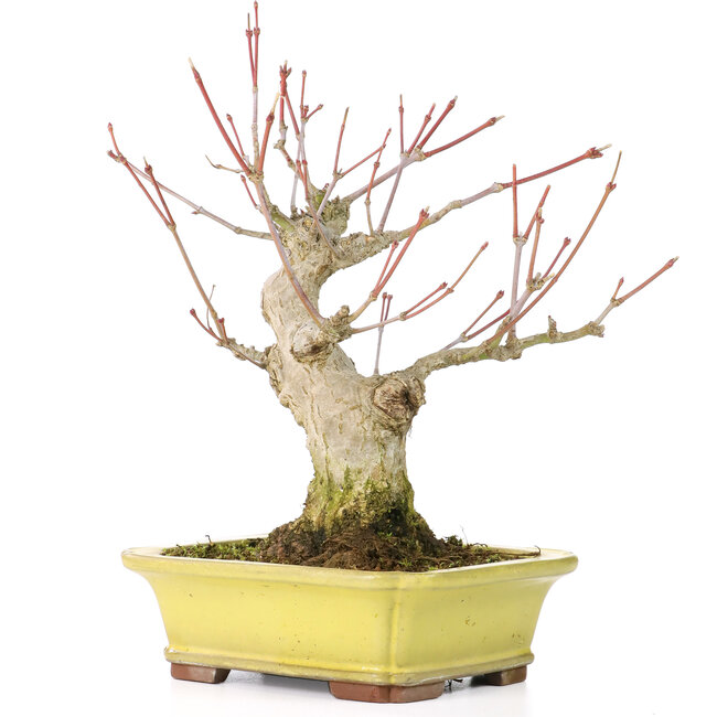 Acer palmatum, 16 cm, ± 25 anni, con un nebari di 7 cm, in vaso Yamaaki con una minuscola scheggia