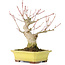 Acer palmatum, 16 cm, ± 25 Jahre alt, mit einem Nebari von 7 cm, in einem Yamaaki-Topf mit einem winzigen Chip