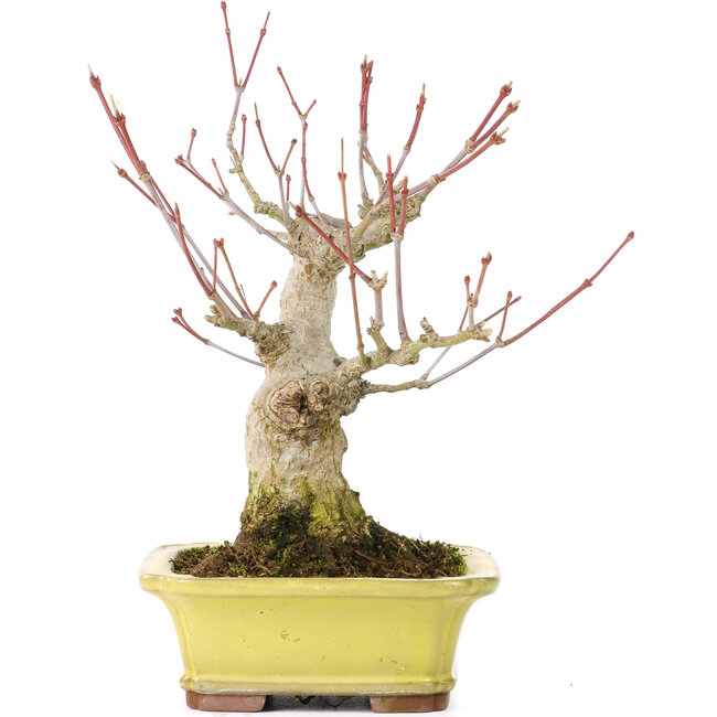 Acer palmatum, 16 cm, ± 25 years old, with a nebari of 7 cm, in a Yamaaki pot with a tiny chip