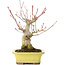 Acer palmatum, 16 cm, ± 25 ans, avec un nebari de 7 cm, en pot Yamaaki avec un tout petit éclat