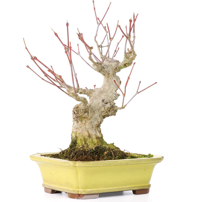 Acer palmatum, 16 cm, ± 25 anni, con un nebari di 7 cm, in vaso Yamaaki con una minuscola scheggia