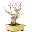 Acer palmatum, 16 cm, ± 25 years old, with a nebari of 7 cm, in a Yamaaki pot with a tiny chip