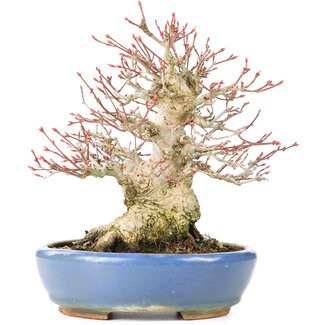 Hattori Tomoyuki Acer palmatum, 17 cm, ± 25 años