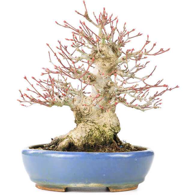 Acer palmatum, 17 cm, ± 25 anni, con un nebari di 8 cm in vaso Hattori fatto a mano