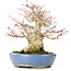 Acer palmatum, 17 cm, ± 25 anni, con un nebari di 8 cm in vaso Hattori fatto a mano