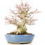 Acer palmatum, 17 cm, ± 25 anni, con un nebari di 8 cm in vaso Hattori fatto a mano