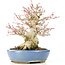 Acer palmatum, 17 cm, ± 25 years old, with a nebari of 8 cm in a handmade Hattori pot