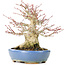 Acer palmatum, 17 cm, ± 25 anni, con un nebari di 8 cm in vaso Hattori fatto a mano