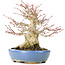 Acer palmatum, 17 cm, ± 25 ans, avec un nebari de 8 cm dans un pot Hattori fait main